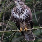 Mäusebussard 4 (Buteo buteo)