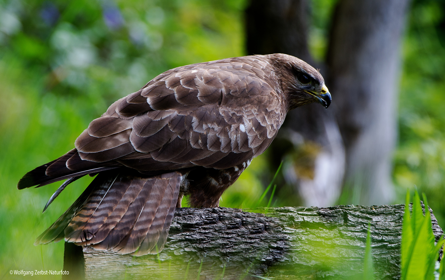 --- Mäusebussard 4 ---       ( Buteo buteo )