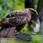 --- Mäusebussard 4 ---       ( Buteo buteo )