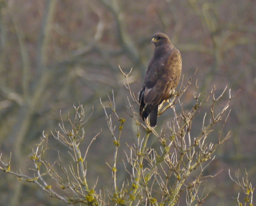 Mäusebussard