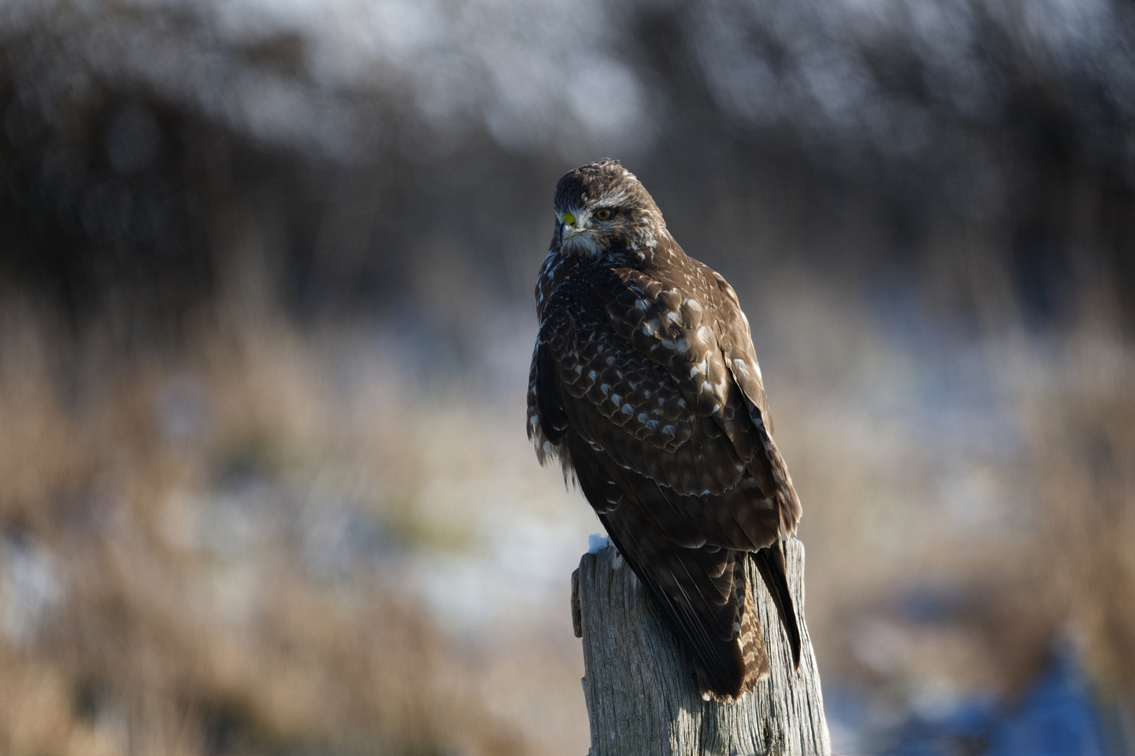 Mäusebussard