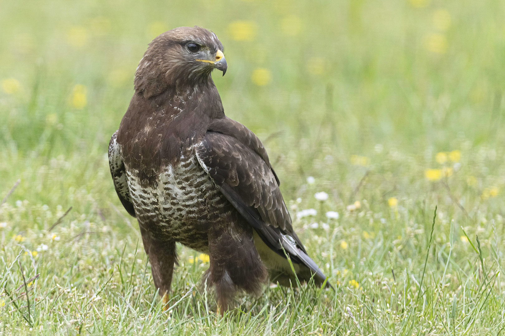 Mäusebussard