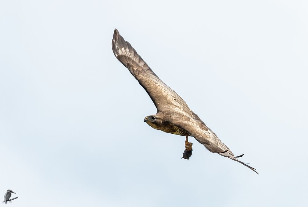 Mäusebussard ...