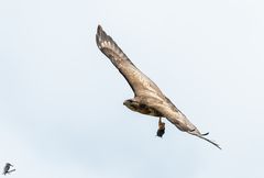 Mäusebussard ...