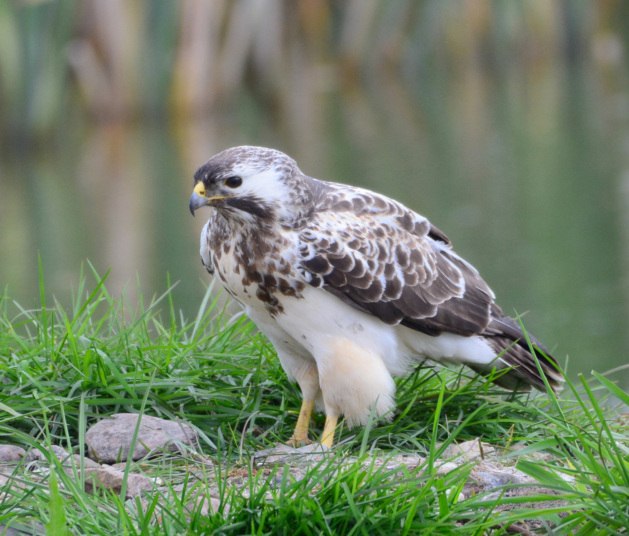 Mäusebussard