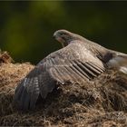 Mäusebussard