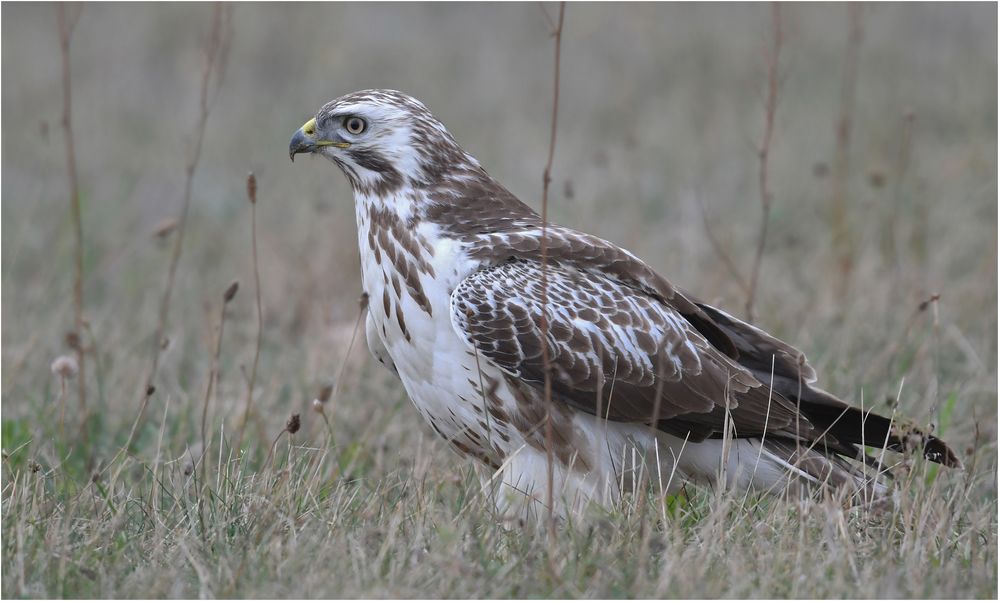 Mäusebussard