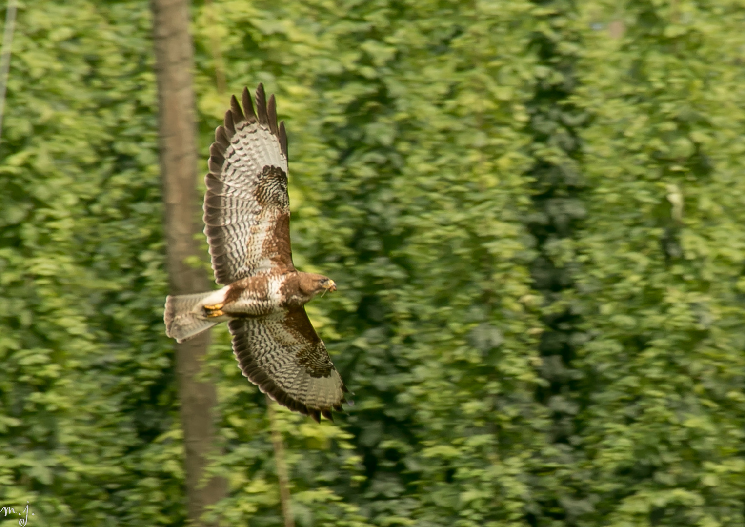 Mäusebussard