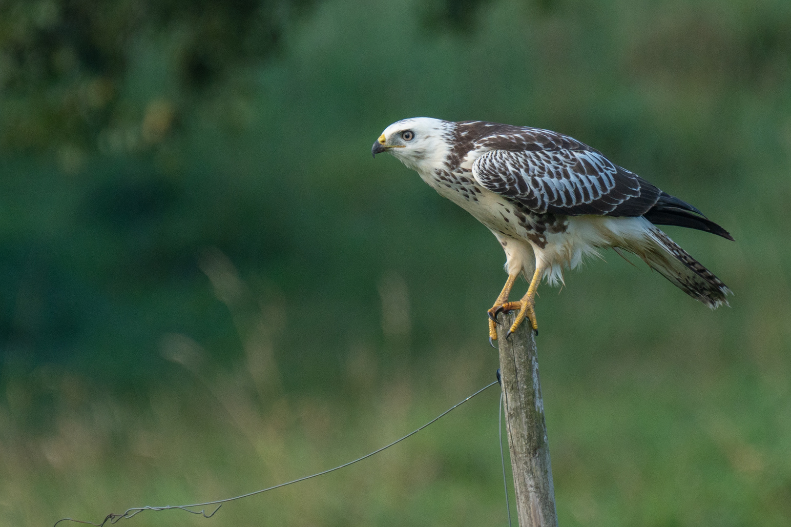 Mäusebussard