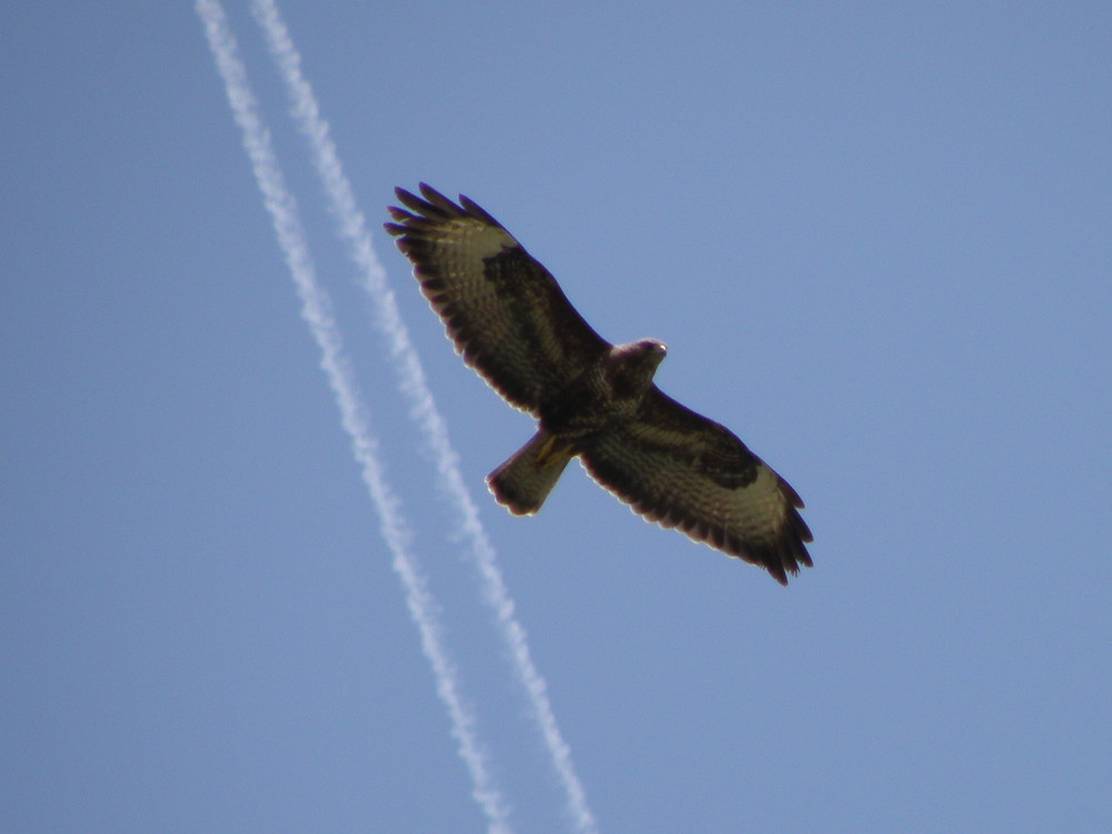 Mäusebussard