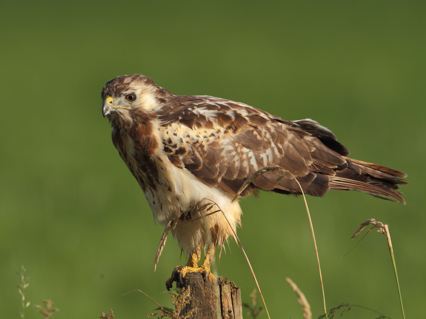 Mäusebussard