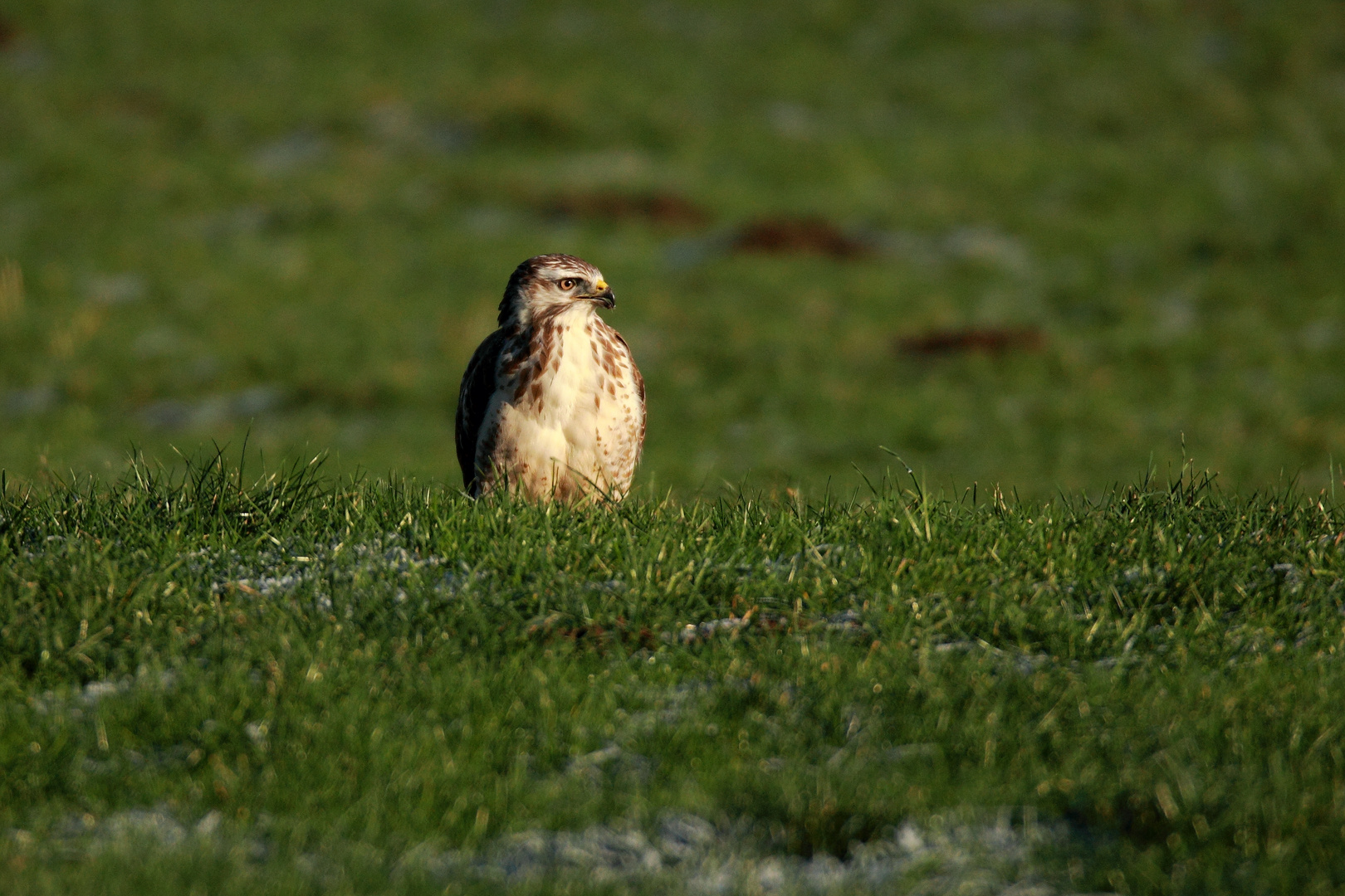 Mäusebussard