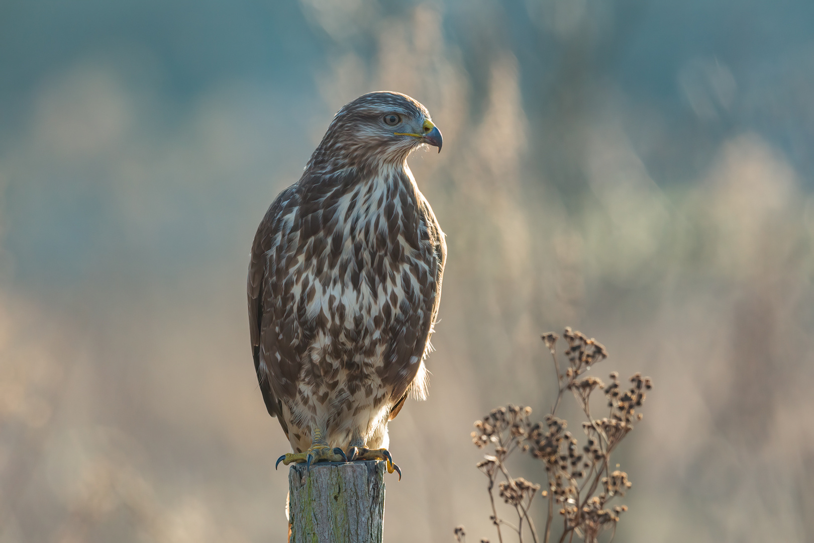 Mäusebussard