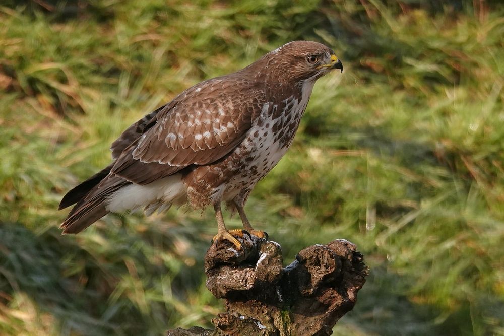 Mäusebussard