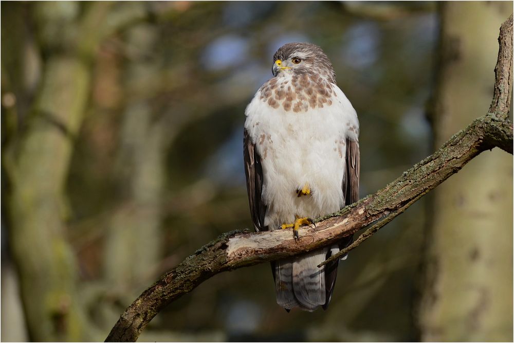 Mäusebussard