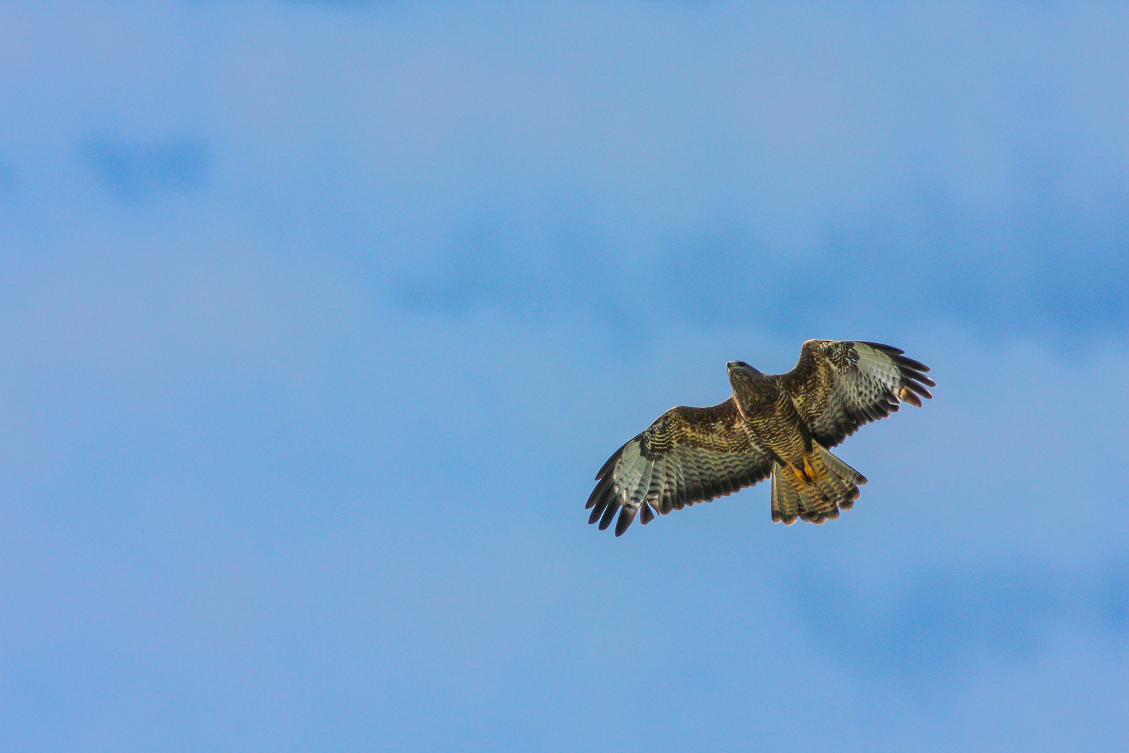 Mäusebussard