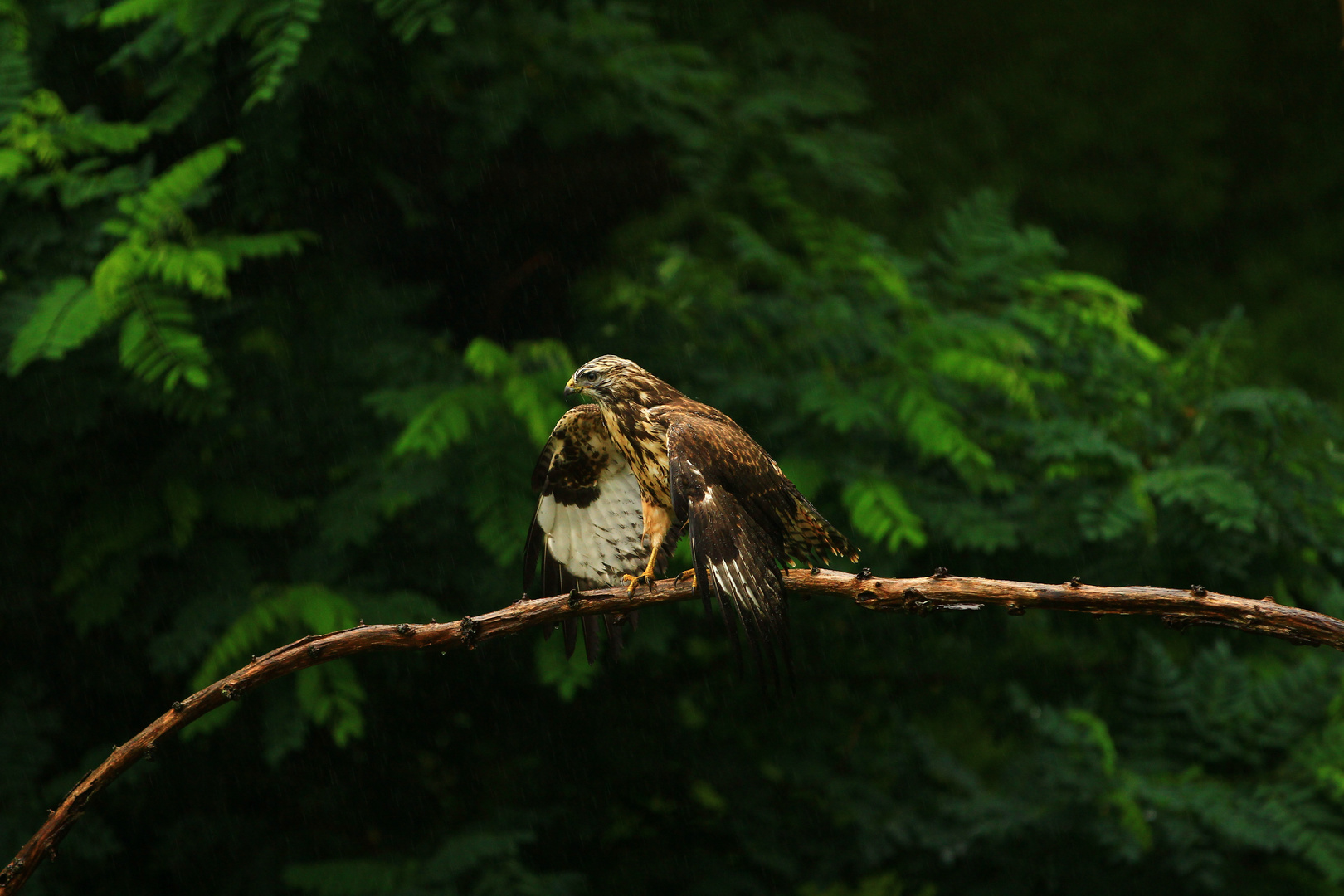 Mäusebussard 