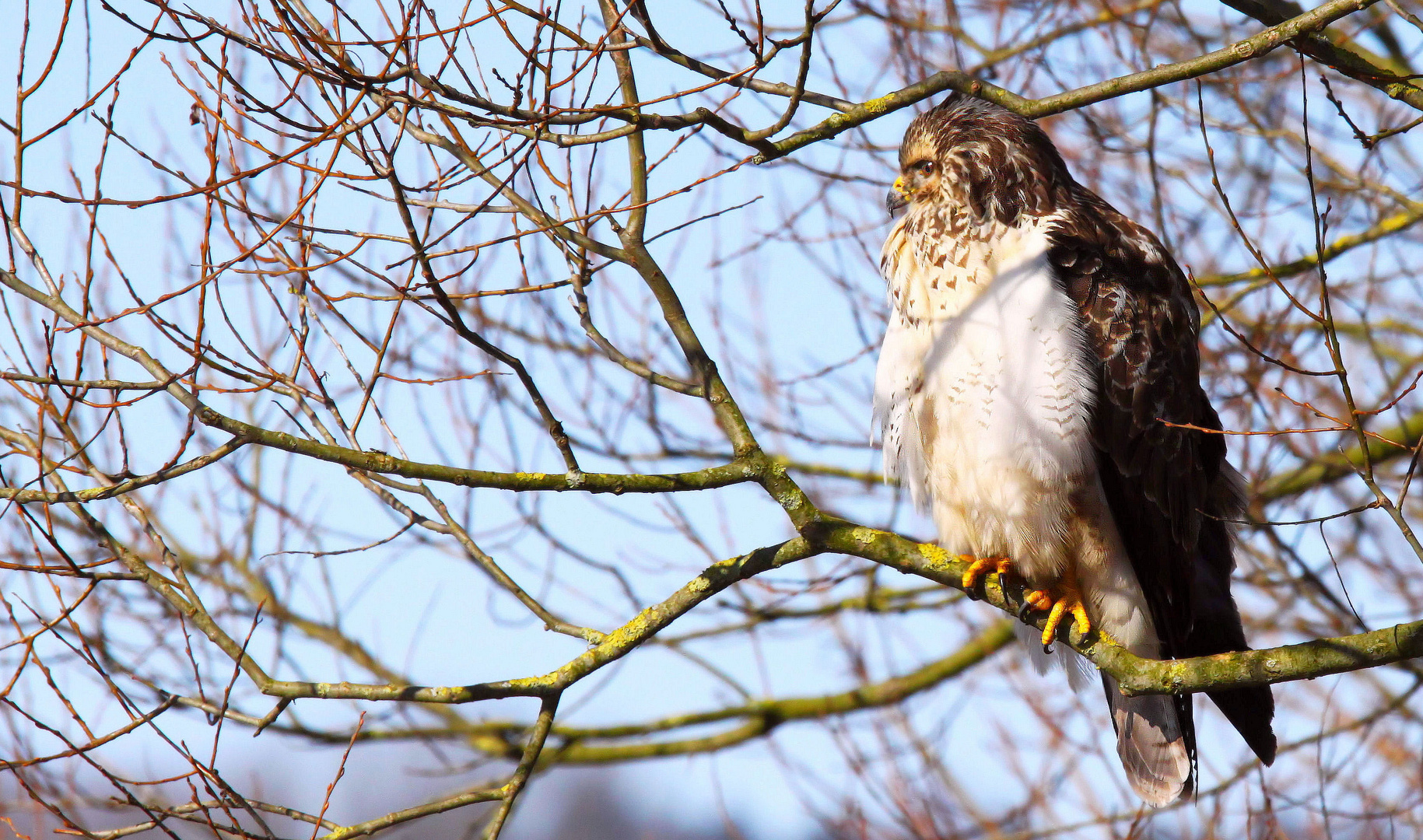 Mäusebussard