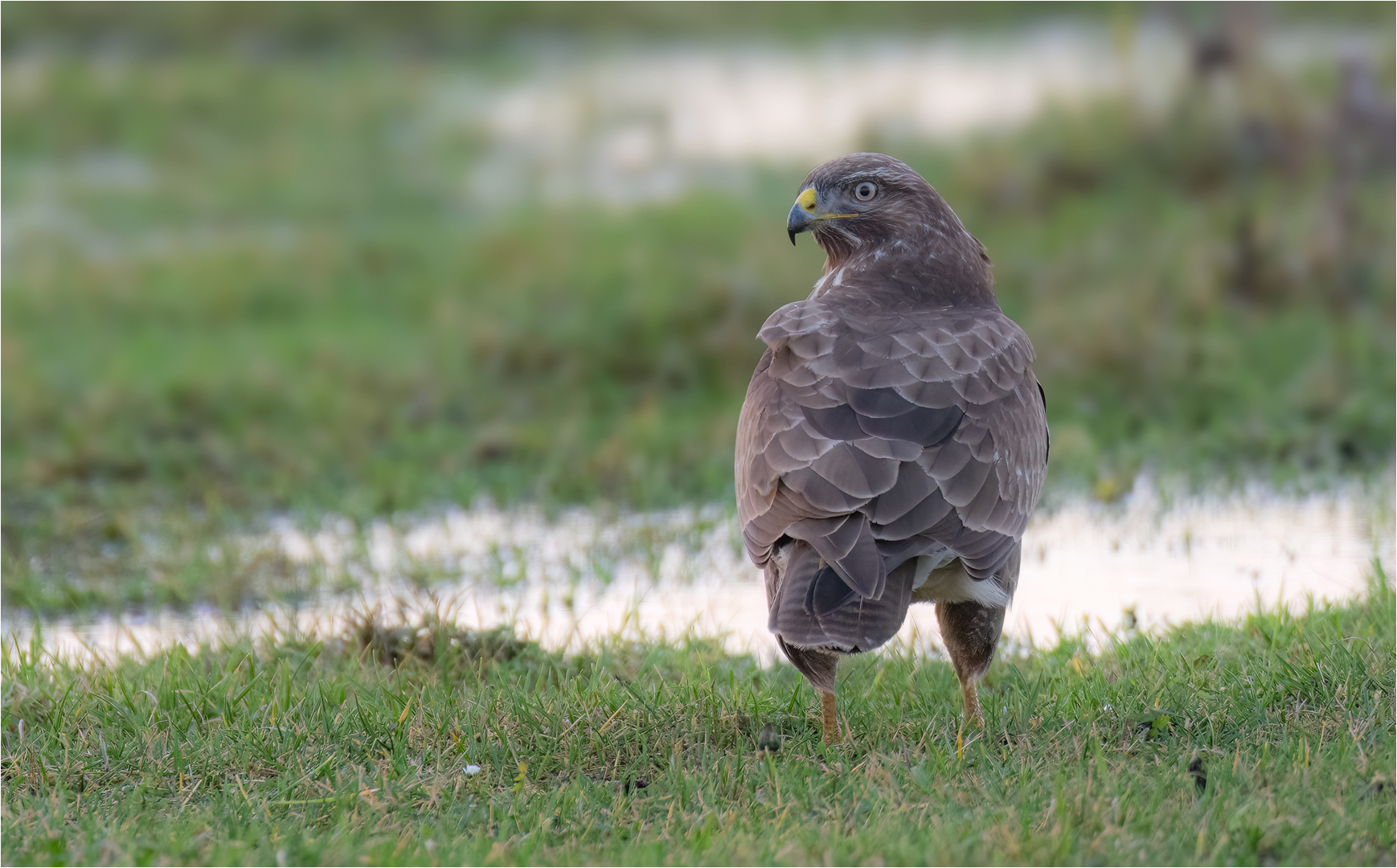 Mäusebussard