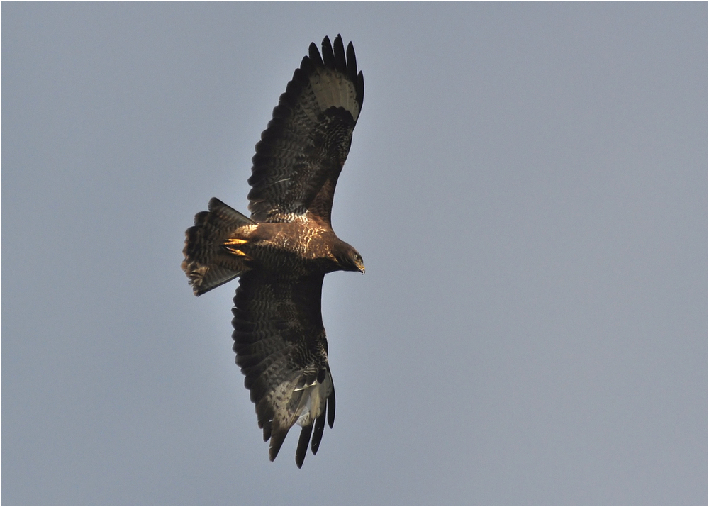 Mäusebussard