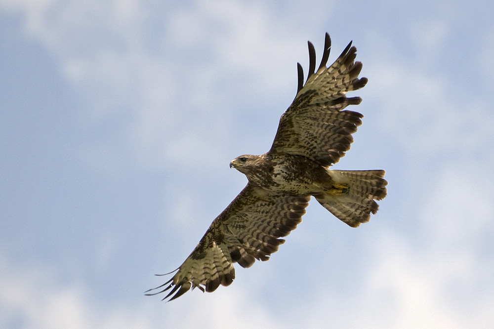 Mäusebussard