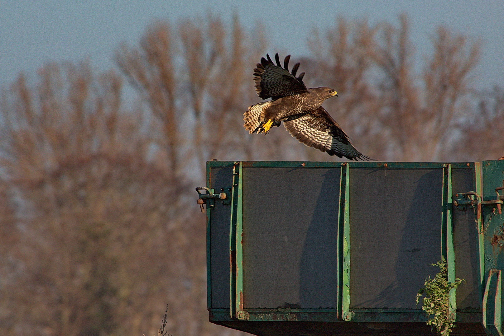   Mäusebussard 