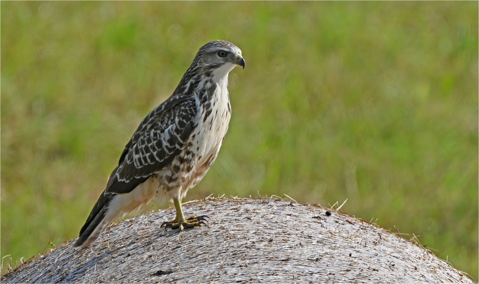 Mäusebussard