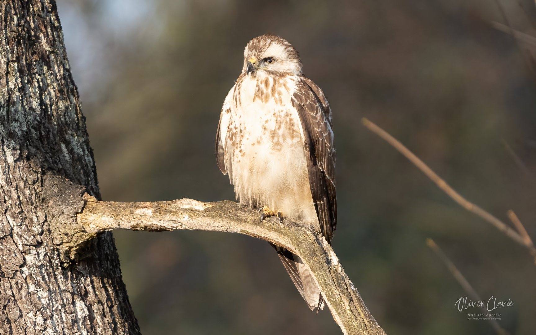 Mäusebussard 