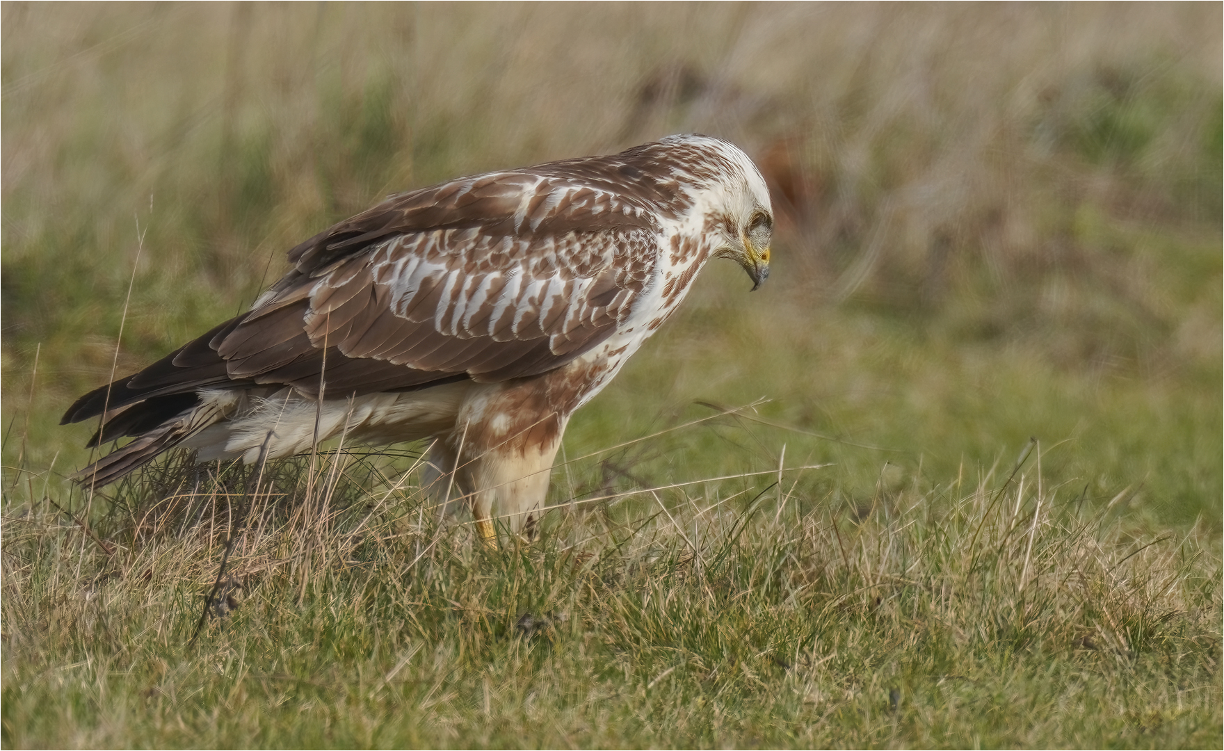 Mäusebussard