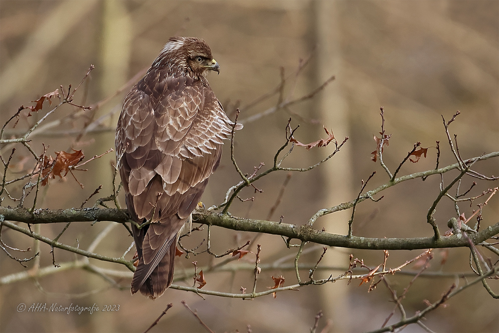 Mäusebussard