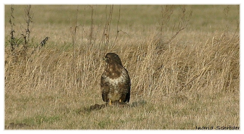 Mäusebussard