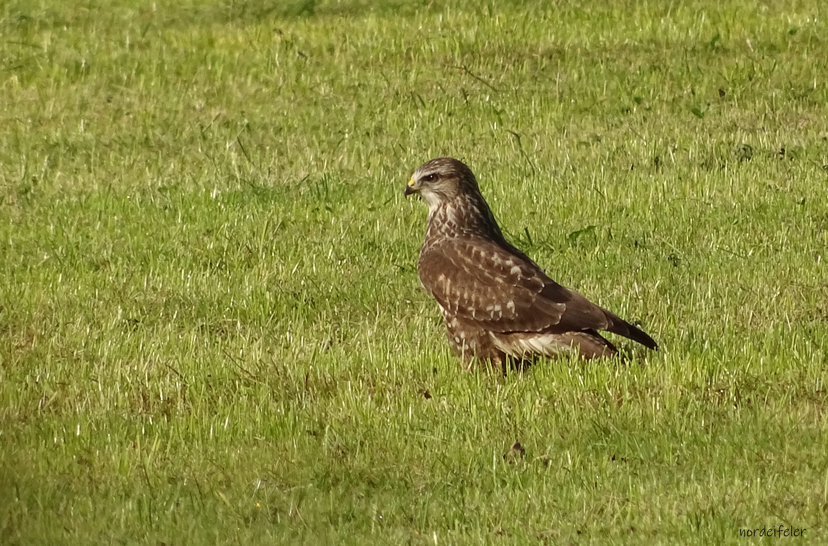 Mäusebussard