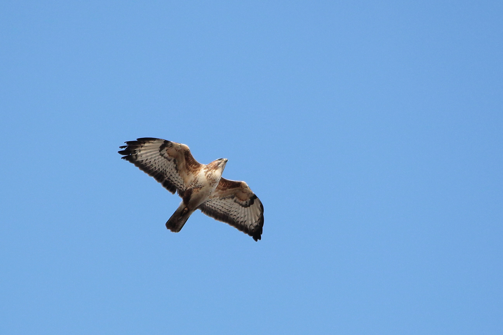 Mäusebussard