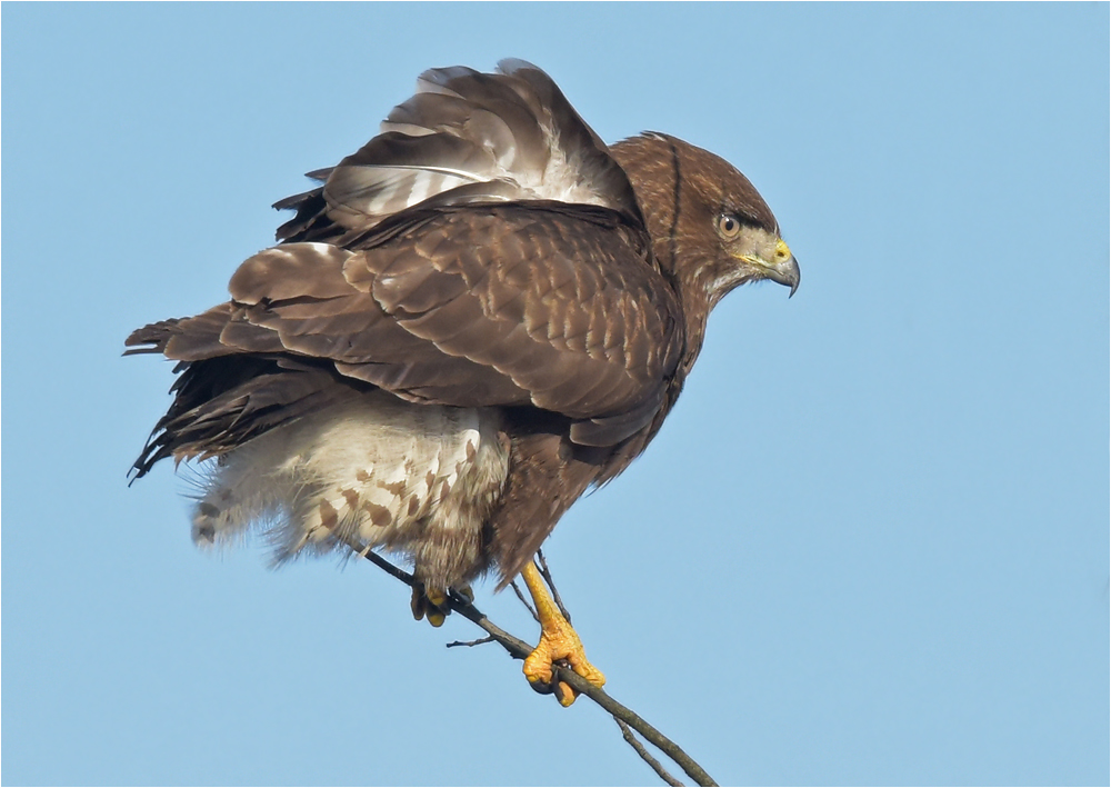 Mäusebussard