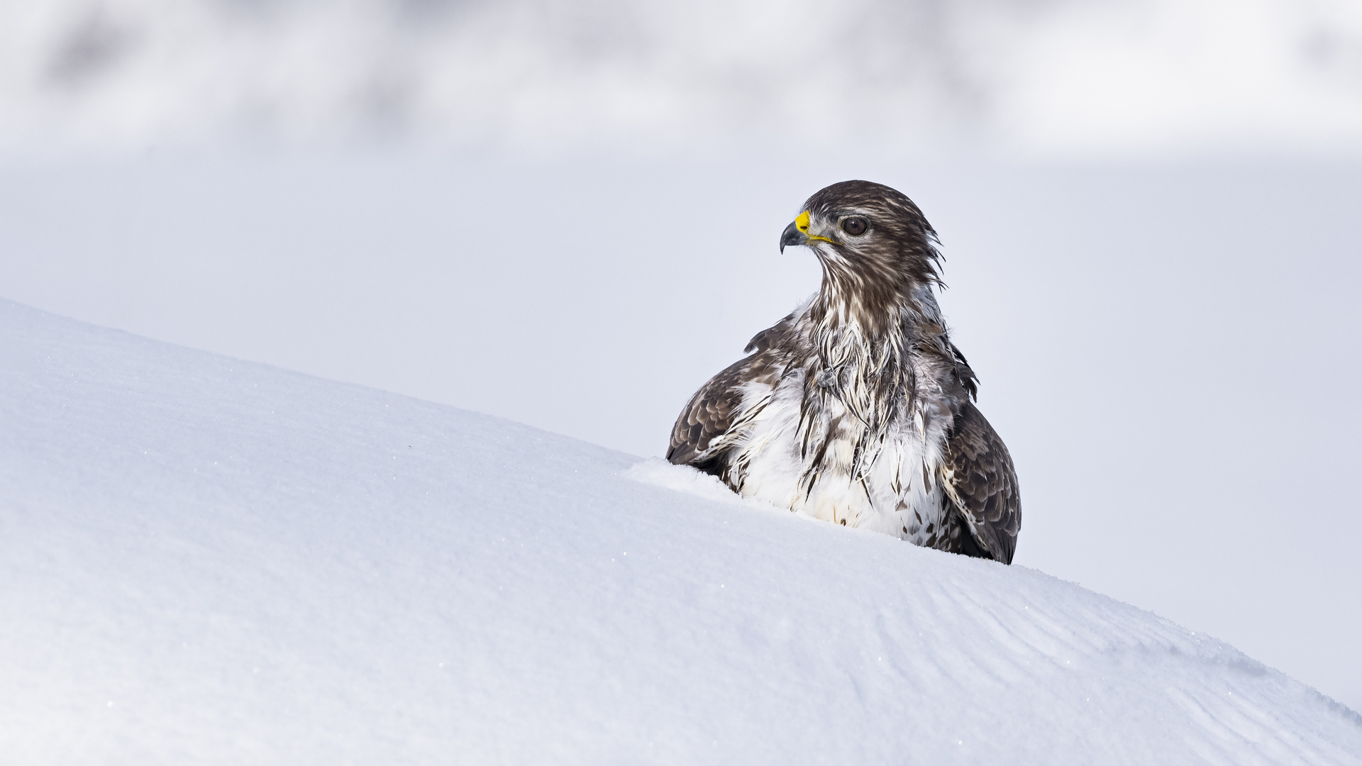 Mäusebussard