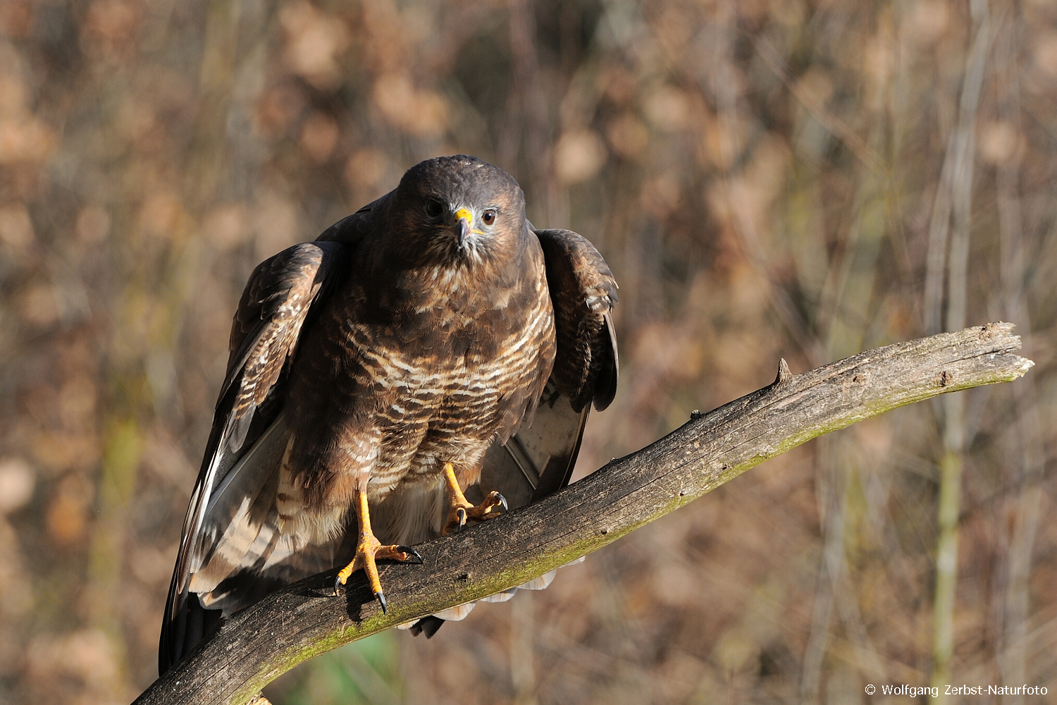 --- Mäusebussard 4a---