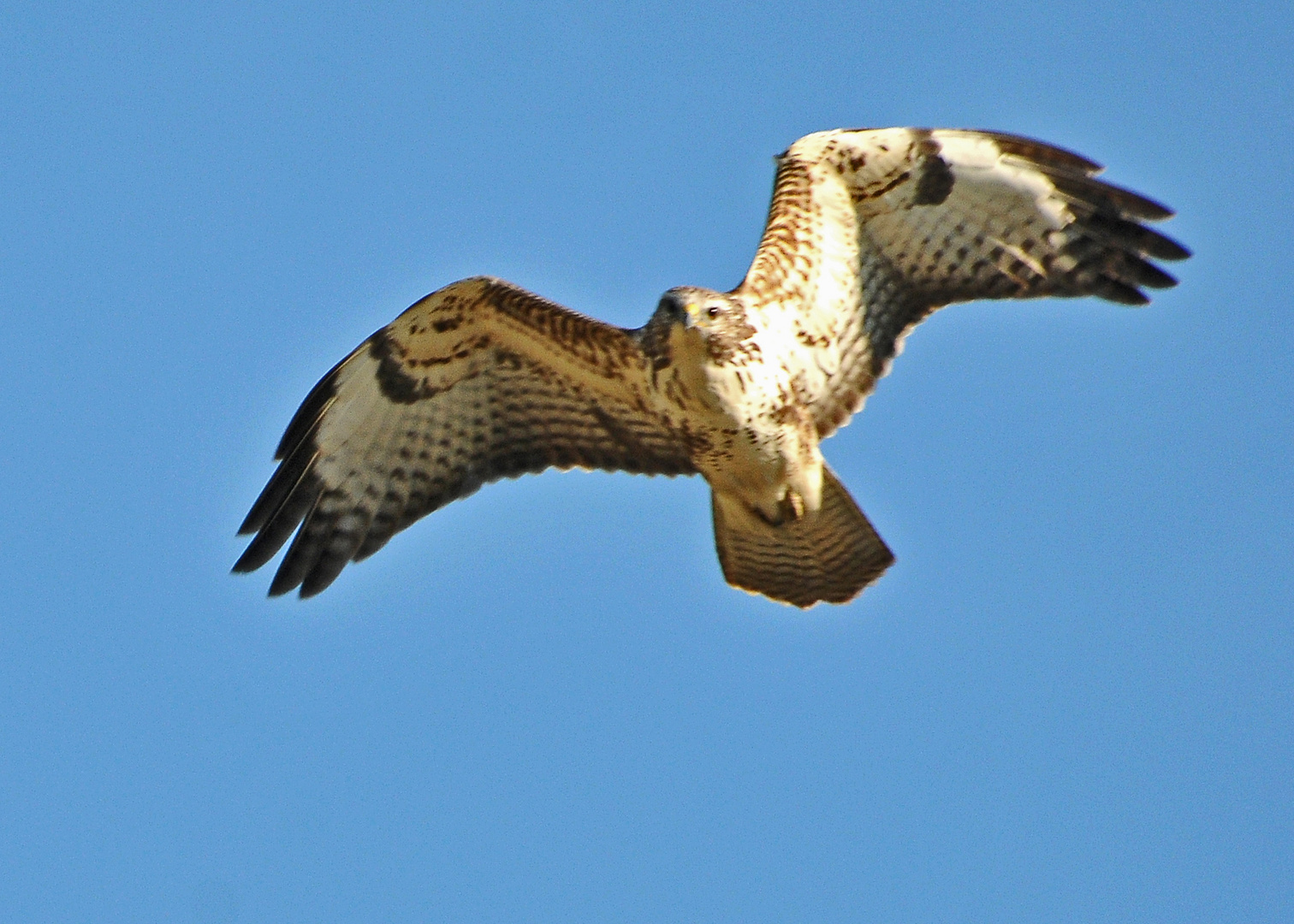 Mäusebussard