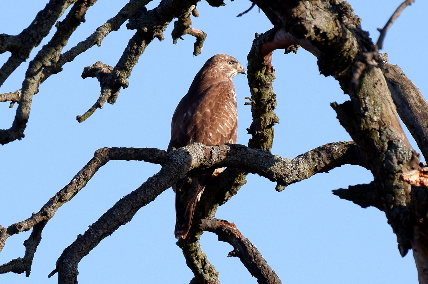 Mäusebussard 