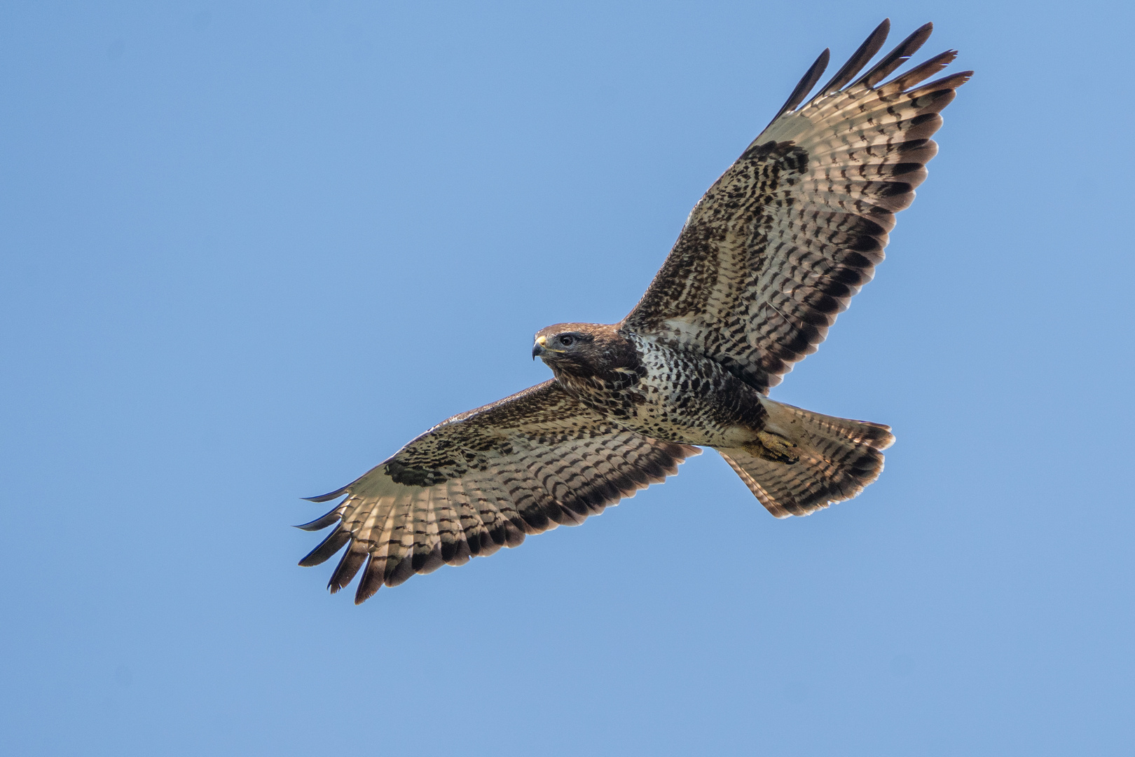 Mäusebussard