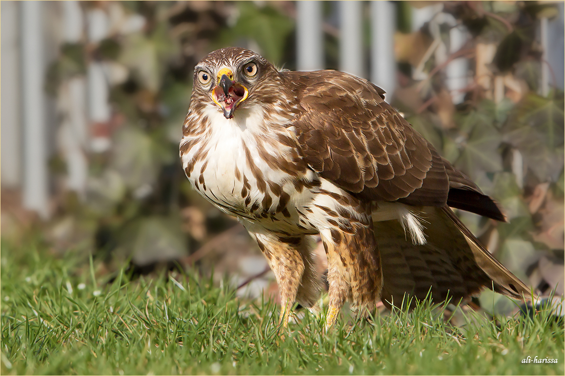 Mäusebussard