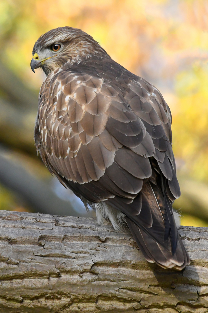 Mäusebussard 