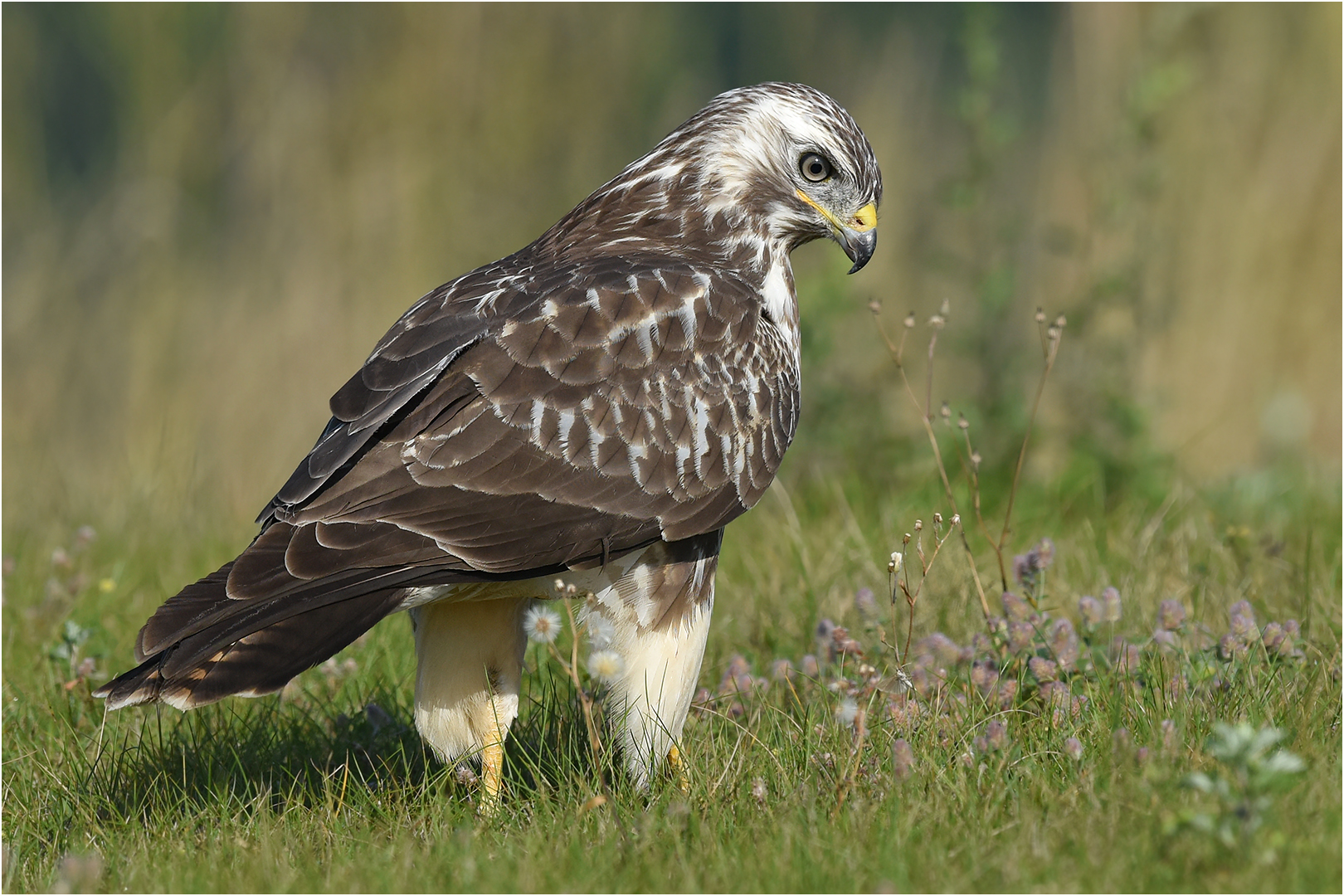 Mäusebussard