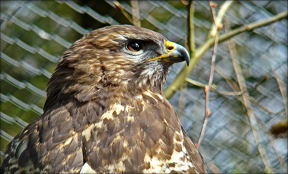 Mäusebussard