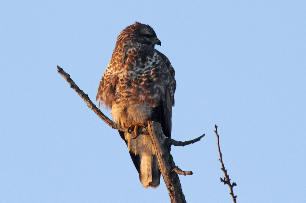 Mäusebussard