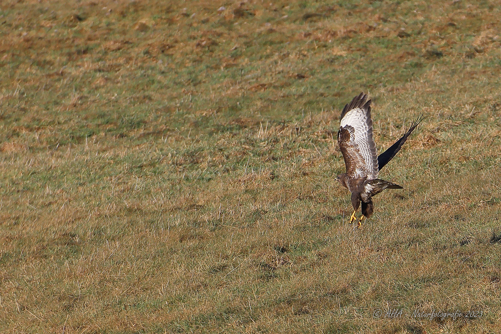 Mäusebussard