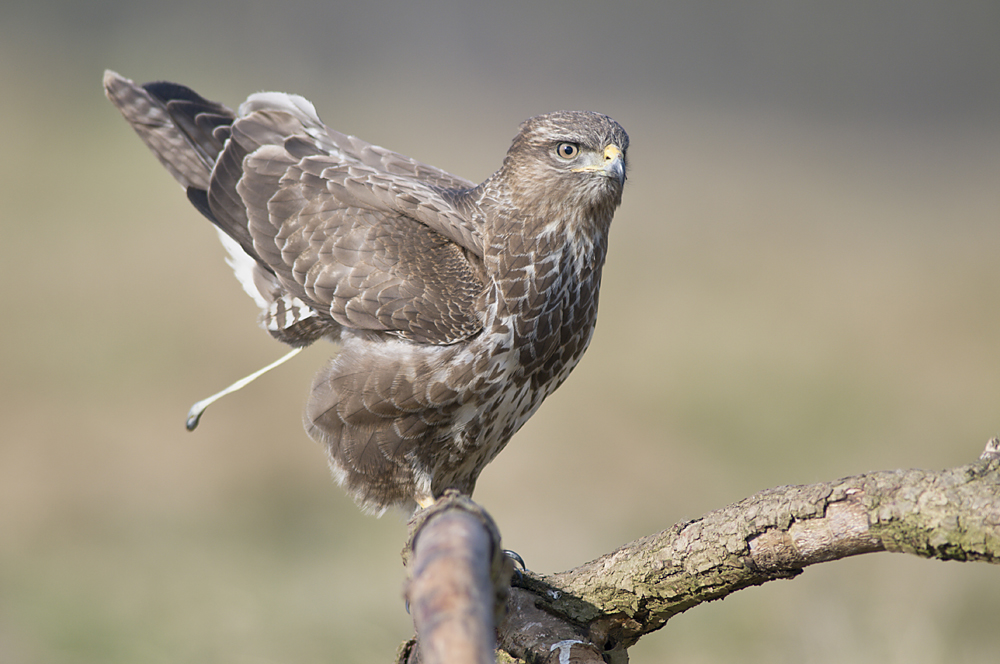 Mäusebussard