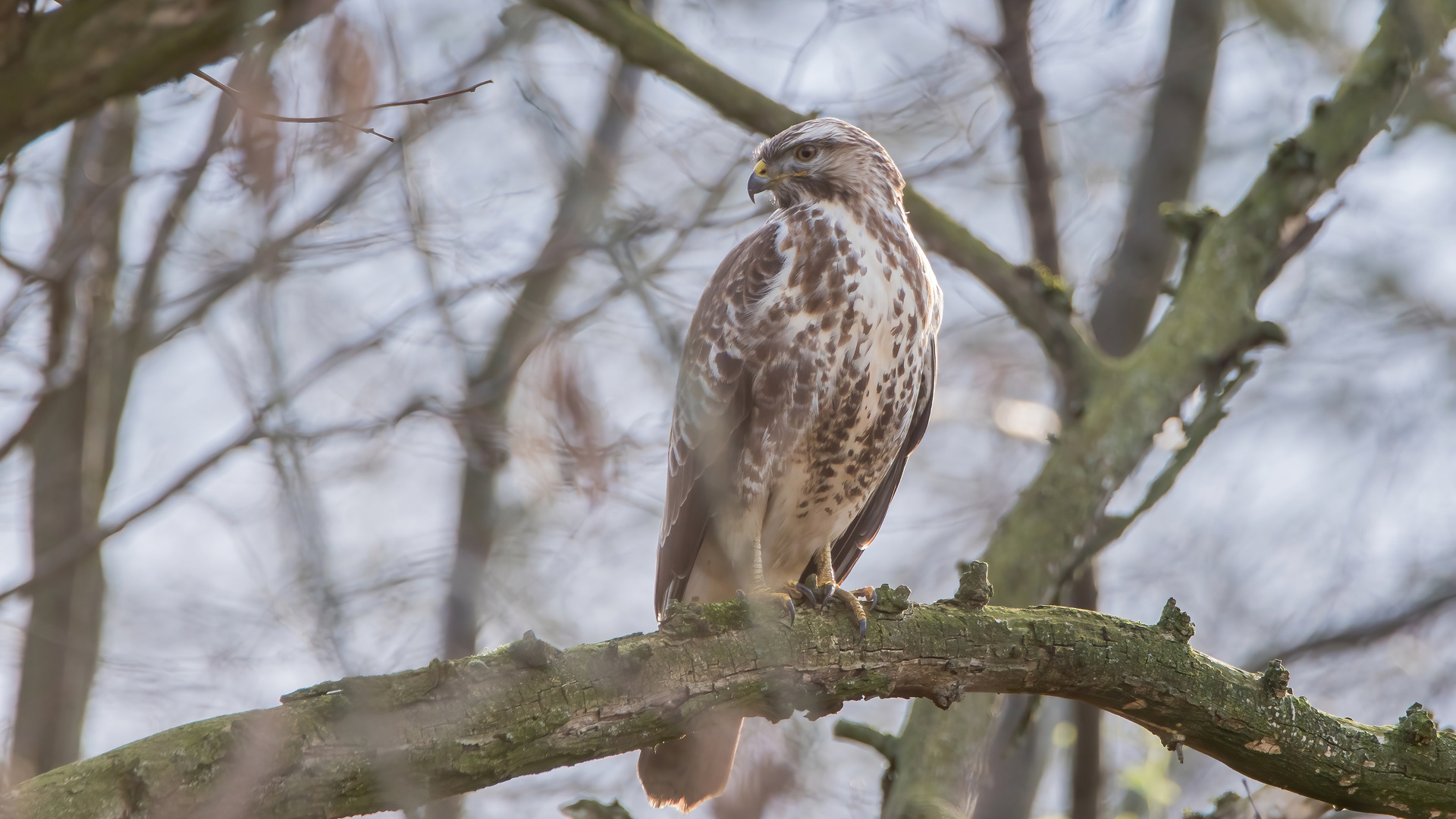 Mäusebussard 