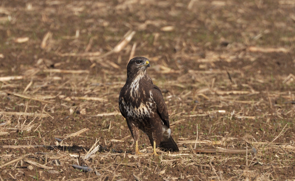 Mäusebussard