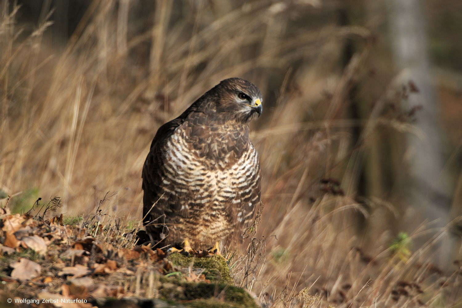 --- Mäusebussard 5 ---       ( Buteo buteo )