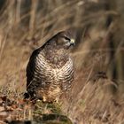 --- Mäusebussard 5 ---       ( Buteo buteo )